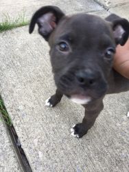 American pit puppy