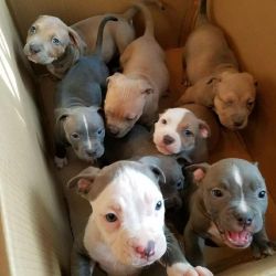 Blue Pitbull puppies for sale