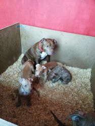 Beautiful pups looking 4a loving home