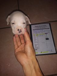 Puppies for sale all with shots and info pappers all 6 males