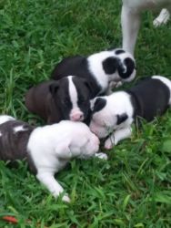 Pitbull Terrier pups
