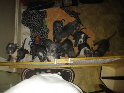 rehoming bluenose pitbull puppies