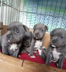 Gorgeous Blue Pitbull Puppies