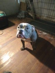 Real good blue puppy for sale he's 11 months old got a big head on it