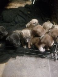 ADBA registered puppies