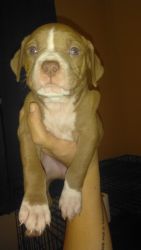 Pitbull puppies for sale( buy before Christmas save $50)
