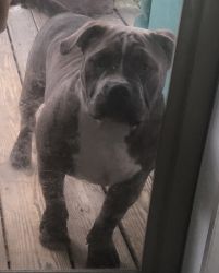 Pitbull Bully- short and stocky 11month old.