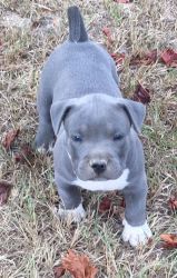 Cute American Pit Bull Terrier Puppies