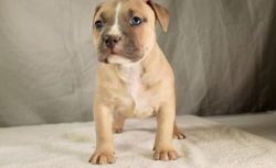 UKC Registered American Pit Bull Terrier Puppies