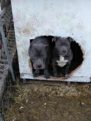 9 blue pitbull puppies for sale