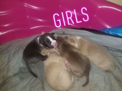 5 pups for sale