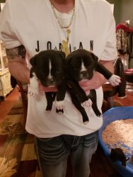 American Pit Bull Terrier for sale