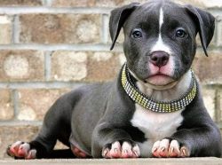 gorgeous white and blue American pit bull terrier