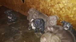 Blue and lilac pups for sale