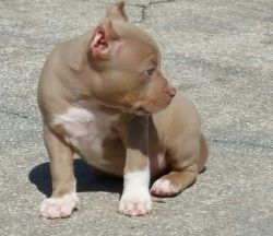 Lovely UKC American Pit Bull Terrier Puppies