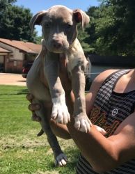 Gorgeous & Healthy American Pit Bull Terrier Puppies