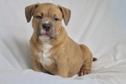 UKC American Pit Bull Terrier Puppies For Loving Homes