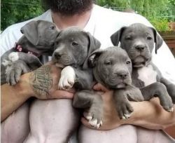 Affectionate American Pit Bull Terrier puppies. Text (xxx) xxx-xxx9