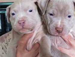 Lovely UKC American Pit Bull Terrier Puppies