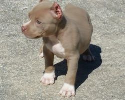 Full blooded American Pit Bull Terrier puppies