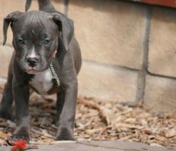Full blooded American Pit Bull Terrier puppies