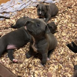 (xxx) xxx-xxx9 Gorgeous AKC American Pit Bull Terrier puppies