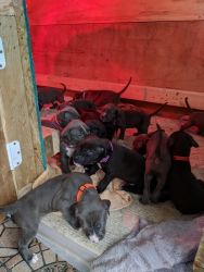 Adorable AKC American Pit Bull Terrier puppies +1(4xx) xx8-0xx6