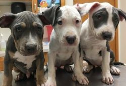 American Pit Bull Terrier Puppies for Sale.