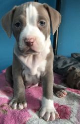 American PITBULL terriers for sale ready for homes
