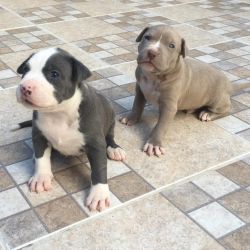 Blue Nose American Pitbull Terrier Puppies text us xxx-xxx-xxxx