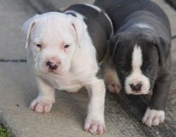 3 Males and 2 females American Pit Bull Terrier puppies