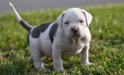 Amazing American Pit Bull Terrier puppies