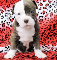 Amazing xxl blue pitbull puppies that we have for sale.