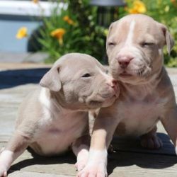 Adorable American Pit Bull Terrier puppies.