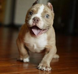 Stunning American Pit Bull Terrier Puppies