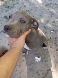 Puppies for sale 3 female 2 males
