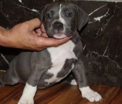 Stunning American PIt Bull Terrier puppies
