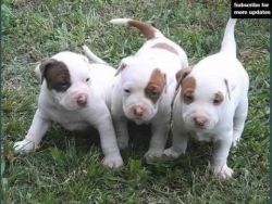 Healthy cute Pitbull Puppies