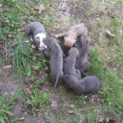Blue Pitbull Puppies Looking For Forever Homes!!