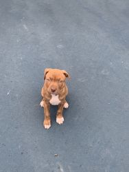 Red nosed pitbull puppy for sale ASAP!
