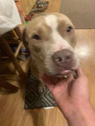 Friendly pit for sale