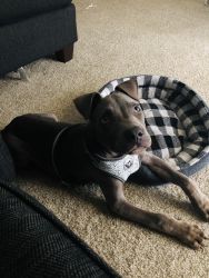 Blue nose Pit Bull Pup