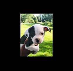Pit Bull Puppies looking for forever home