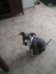 Selling puppy