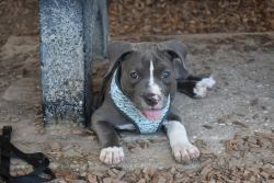 Purebred Blue nose pitbull puppy!!! Low rehoming fee