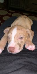 red nose Pit puppy