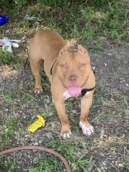 Selling Red Nose Pit