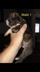 Great pups for sale...will be registered as apbt with APBR