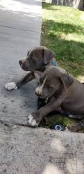 Pitbull Puppies (male)