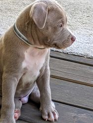 For sale adorable 2 months old gray pit bull puppy